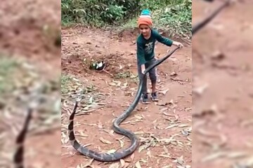 Two-year-old boy plays with giant snake in viral video