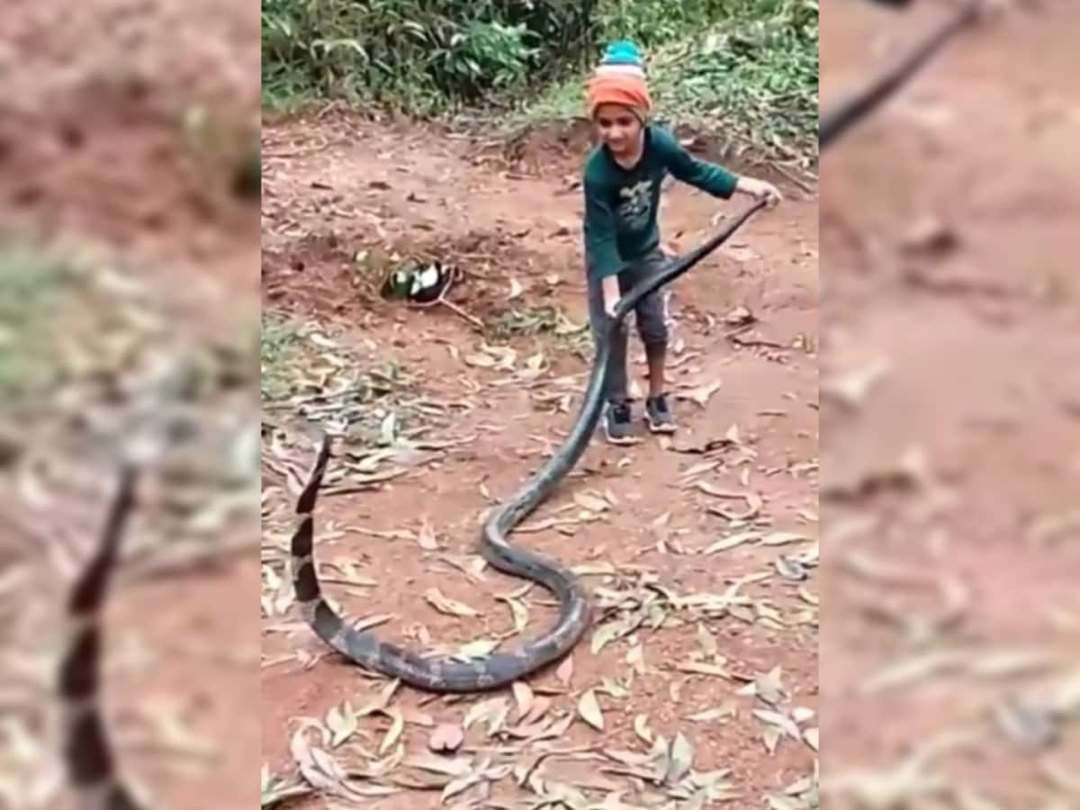 King Cobra Photos, Images and Pictures