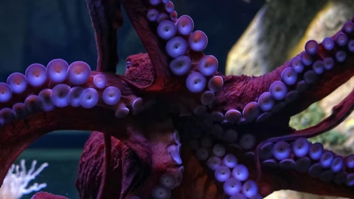 Doctors find octopus stuck in man's throat after he complained of