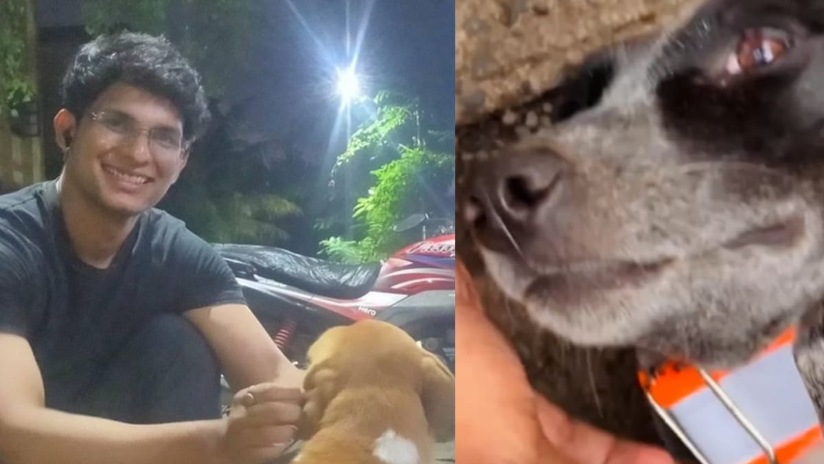 Mumbai 20 Stray Dogs Given 'Aadhar Cards' With QR Codes Outside