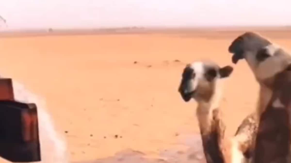 The Story Of These Thirsty Camels Has An Unexpected Hero – News18