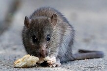 Kerala Rat Fever Outbreak: Causes, Symptoms, Treatment and Prevention