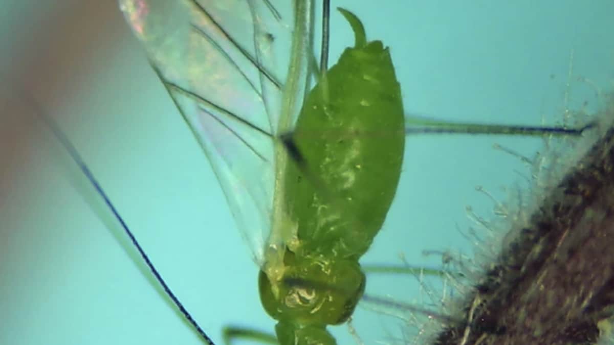 First Smoky Air, Now Clouds of Bugs. Winged Aphids Invade New York City – News18