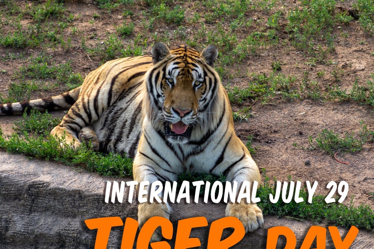 World Celebrates Tiger Day Today: Why Is It That Significant?