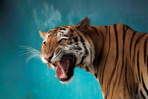 International Tiger Day is observed annually on July 29. (Image; Reuters file)