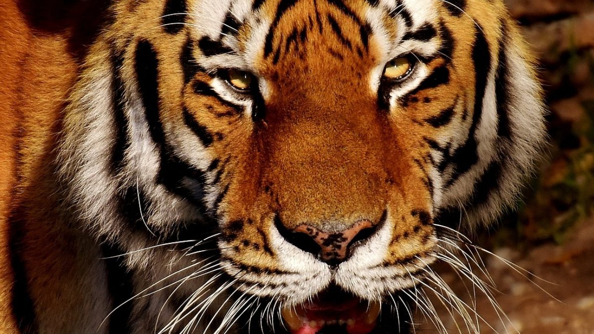 International Tiger Day 2023: 4 Bollywood Films Where Tigers Drive the Plot – News18