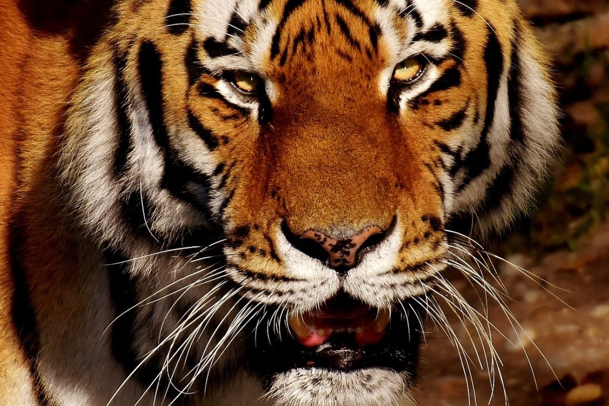 This International Tigers Day, here’s a look at films where the regal animal drove the plot. (Image: Pixabay)