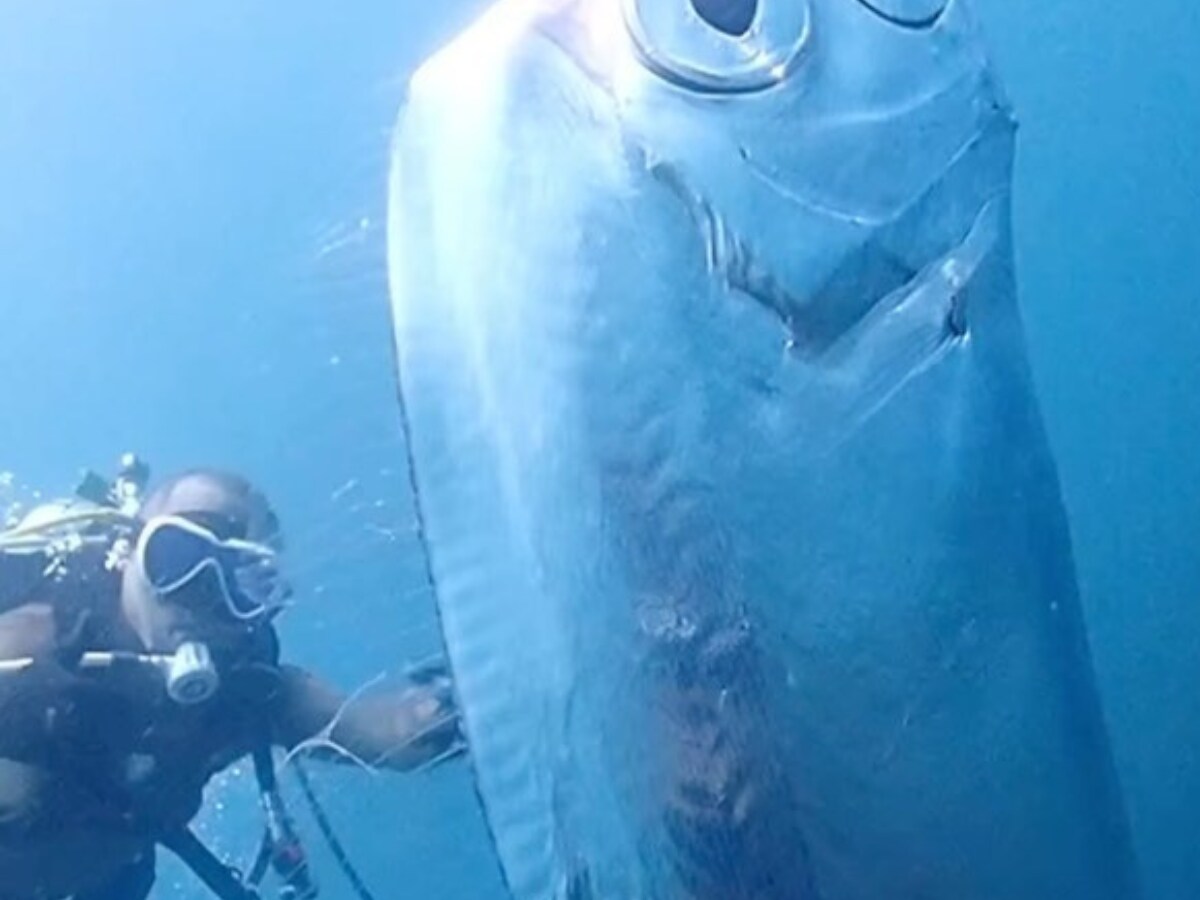 Watch: Divers Spot Extremely Rare 'Earthquake Fish' With Mysterious Wounds  | Viral News - News18