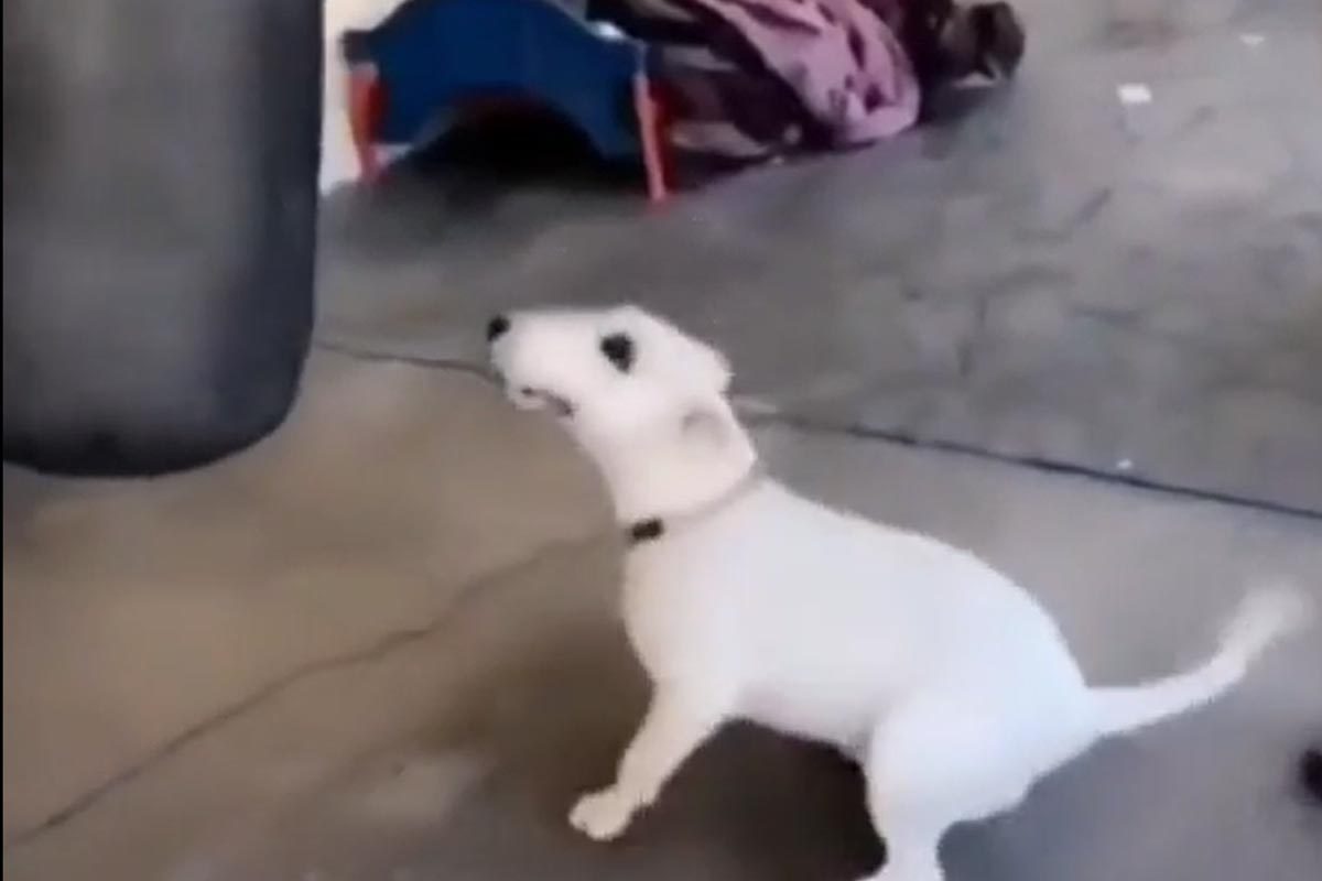 Aggregate more than 71 dog punching bag super hot esthdonghoadian