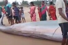 25-Feet-Long Rare Blue Whale Washes Ashore In Andhra Pradesh