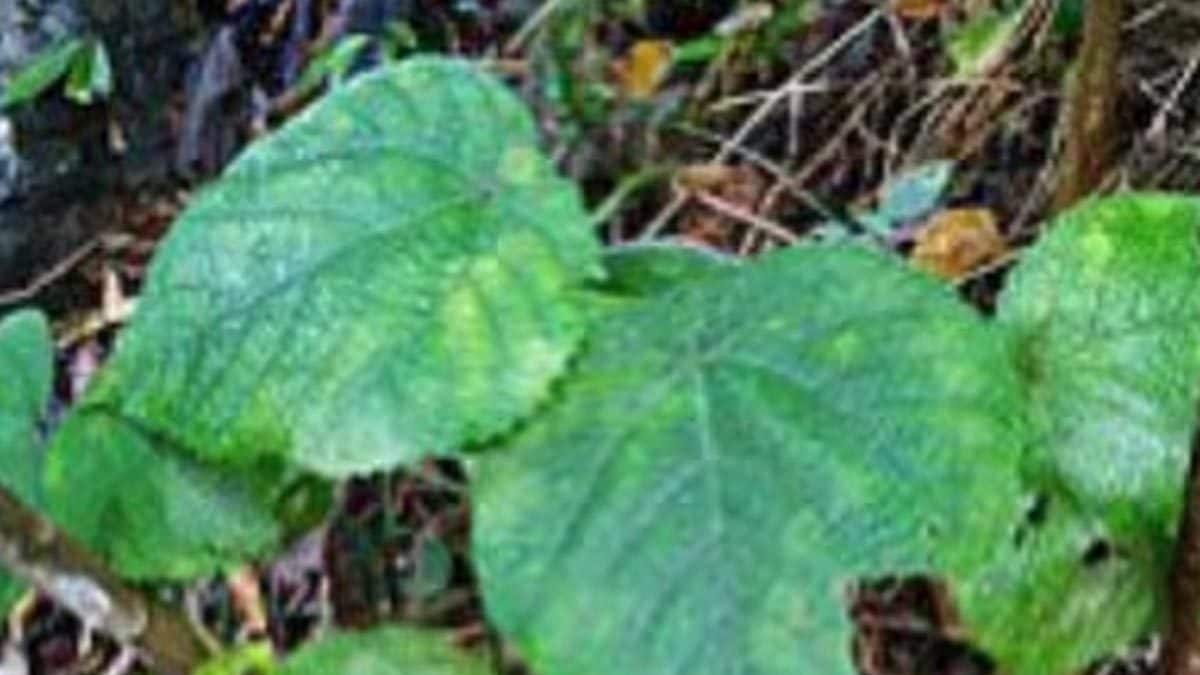 The Venomous GympieGympie Plant Has Found Its New Home In UK’s Poison