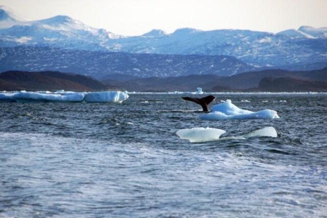 Climate Change Has shifted Colour of Over Half of World's Oceans, Study ...