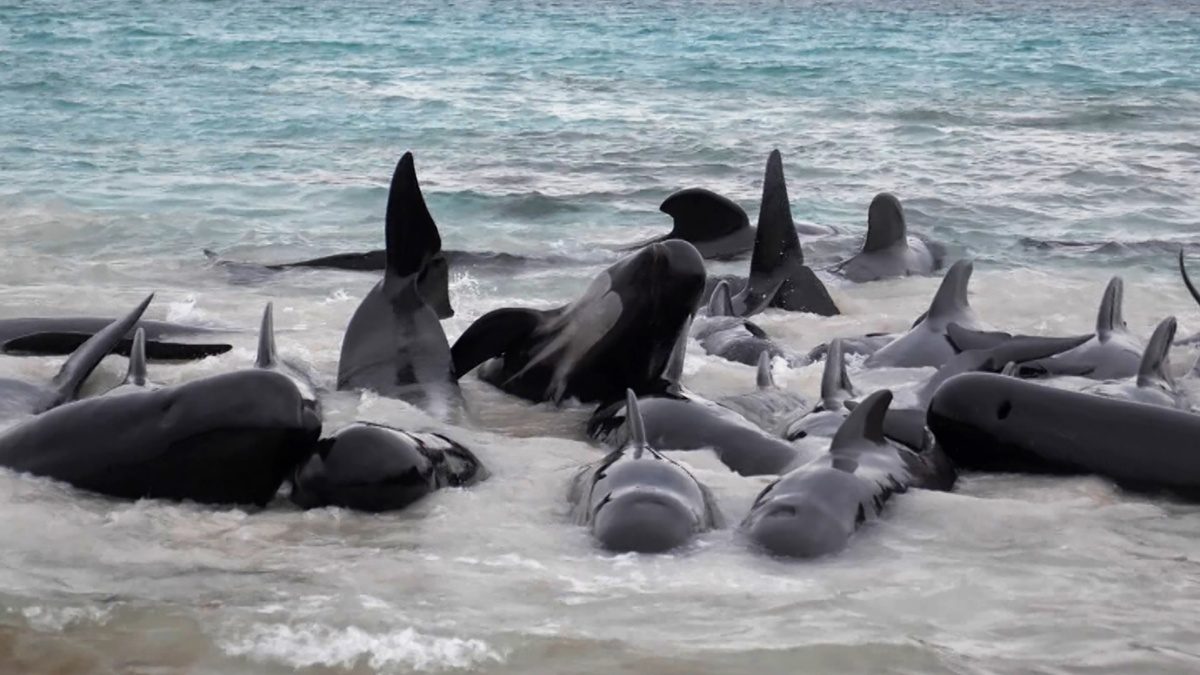 Pilot Whales Stranded On Australian Beach, More Than 50 Dead
