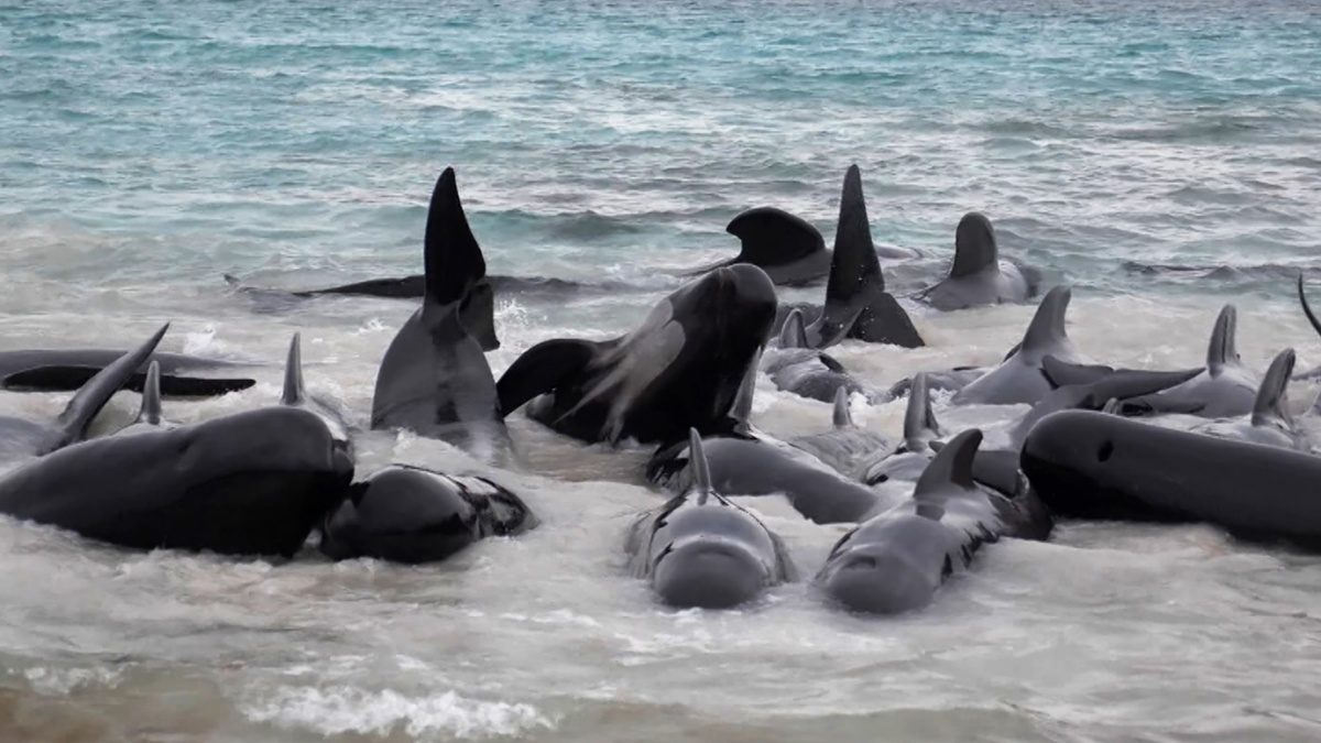 51 Pilot Whales Die after Beaching in Western Australia’s Albany - News18