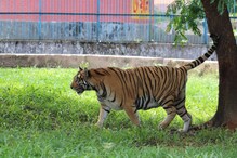 Study Slams Bangladesh Govt’s Claims, Nation Remains Major Hub for Tiger Poaching