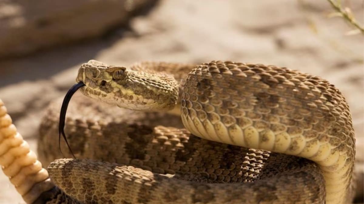 Misunderstood Rattlesnakes Have a Tender Side, Study Finds