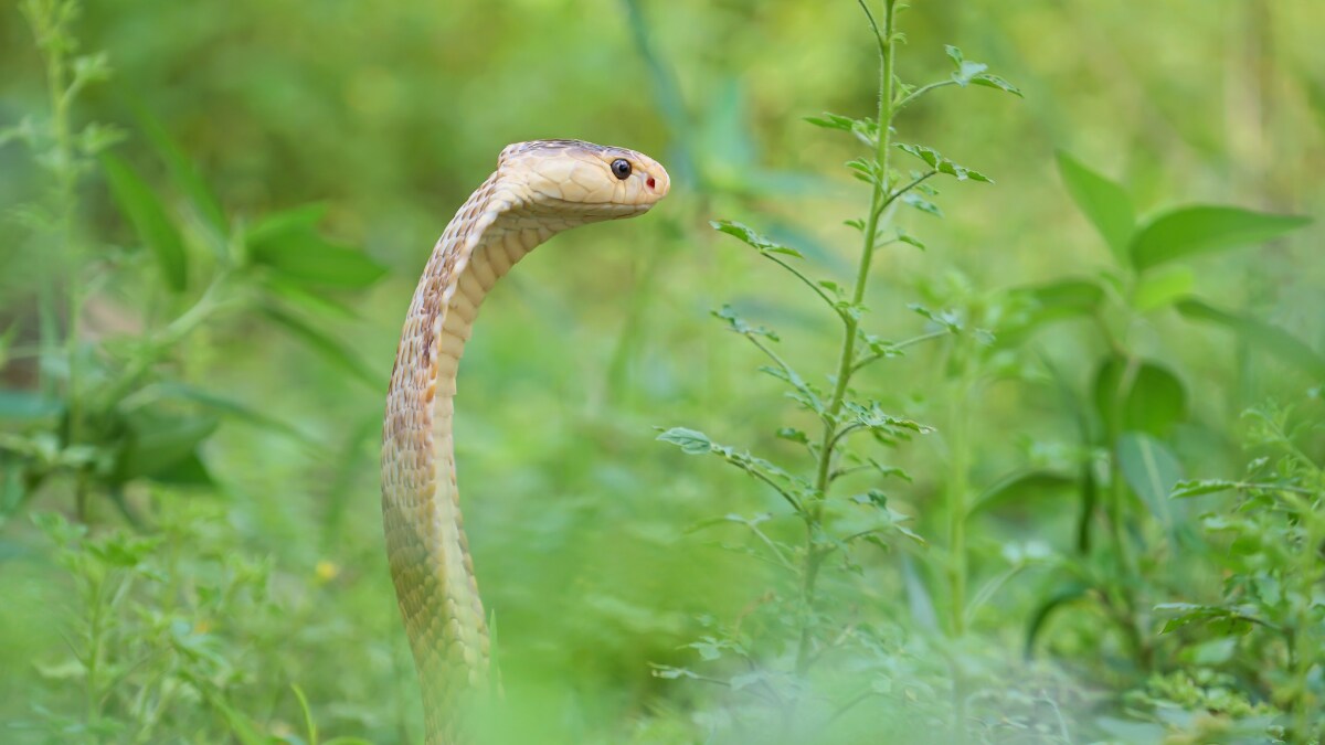 As Monsoon Increases Snakebite Risk in UP, Experts Say Most Deaths Caused by Heart Attacks, Not Venom - Vimarsana News