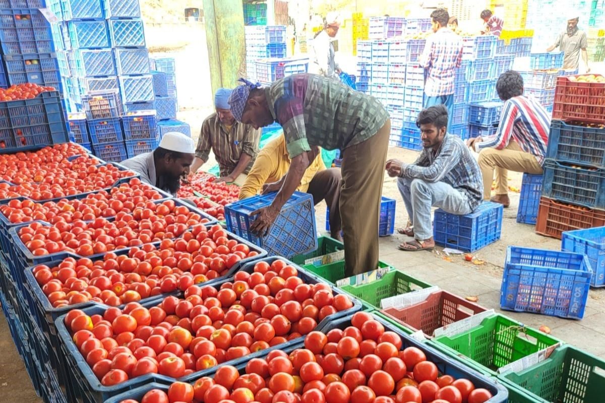 Costing More Than a Litre of Petrol, Why Tomato Prices are at All-Time High | Kolar Ground Report - News18