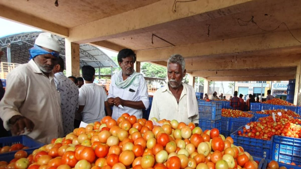 'Tomato Tombola' Turns Karnataka Farmers Crorepatis as Prices of Red Hot Crop at All-time High