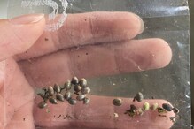 How 'Nimbu Mirchi' Seller Returned Favour to Lady Who Helped Him With Money