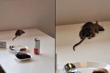 Bengaluru IKEA Apologises After Customer's Viral Tweet Shows Dead Rat on Food Court Table