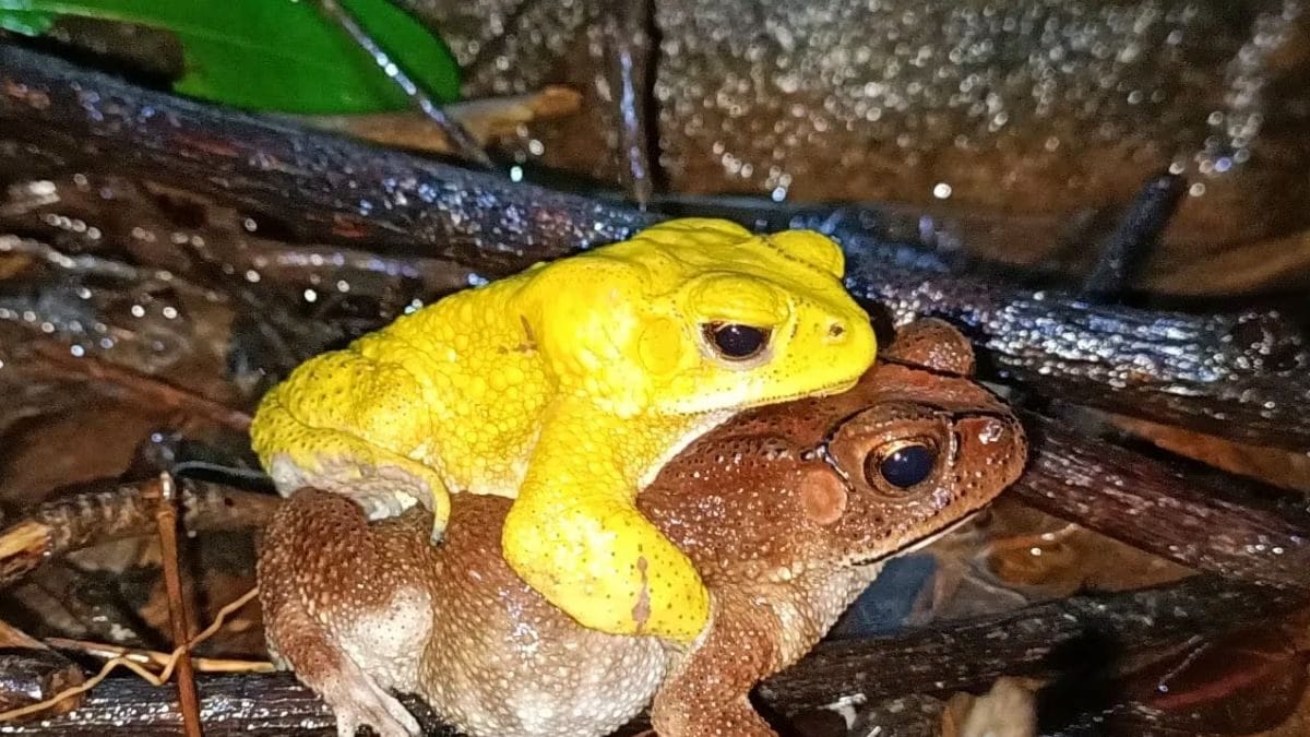 Indian Bullfrogs, A Colourful Sight During Their Mating Season In Monsoon News18