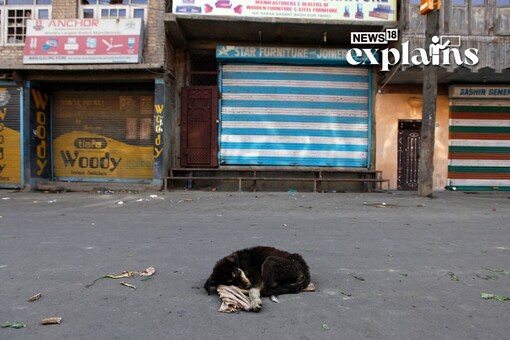 Stray dogs may attack when they feel threatened, cornered, or provoked. They may also become aggressive if they feel the need to protect their territory, food, or puppies (Image Reuters)