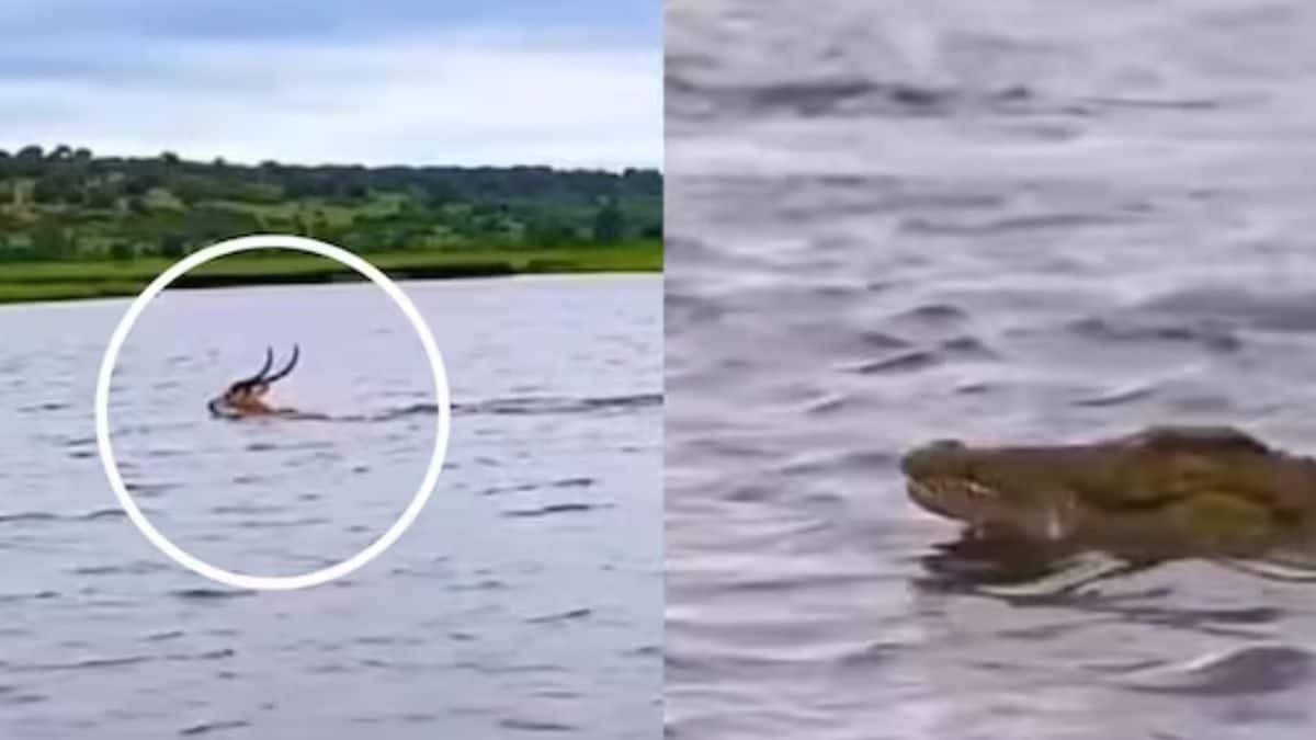 Watch: Deer Outswims Crocodile In This Nerve-racking Clip Shared By Simi Garewal – News18