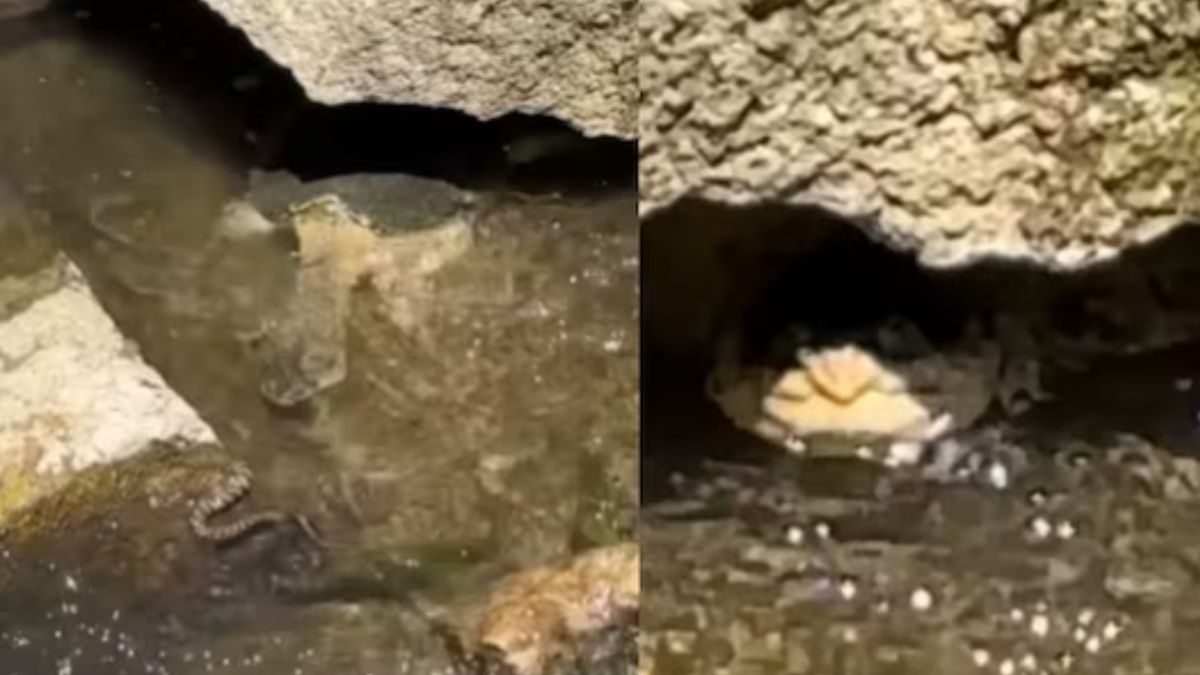 Video Of Turtle Attacking A Snake In Water Leaves Internet Surprised