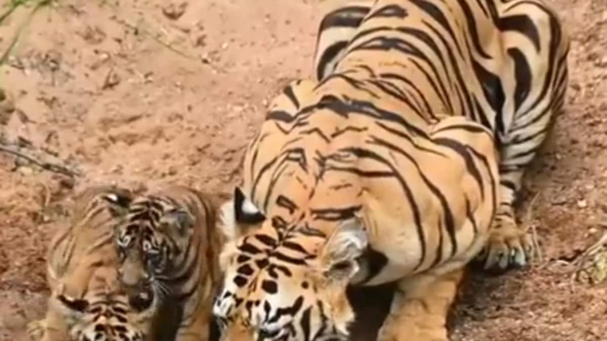 Firsts Are Always Special And This Video Of Tiger Cubs Drinking Water Is Proof