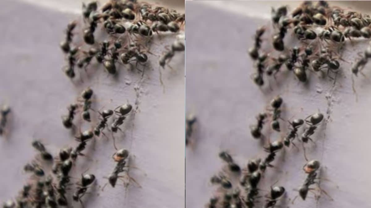 Salt Water To Kitchen Spices, Simple Tricks To Get Rid Of Ants This Monsoon – News18