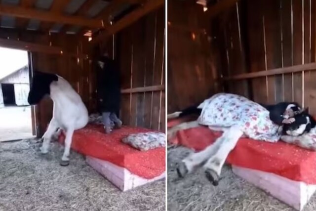 Just For Horse Folks: Horse Blankets