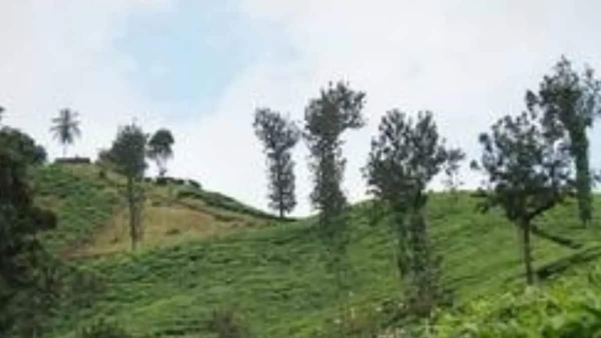Here's How Chikmagalur's Famous Coffee Reaches Your Cup - Vimarsana News