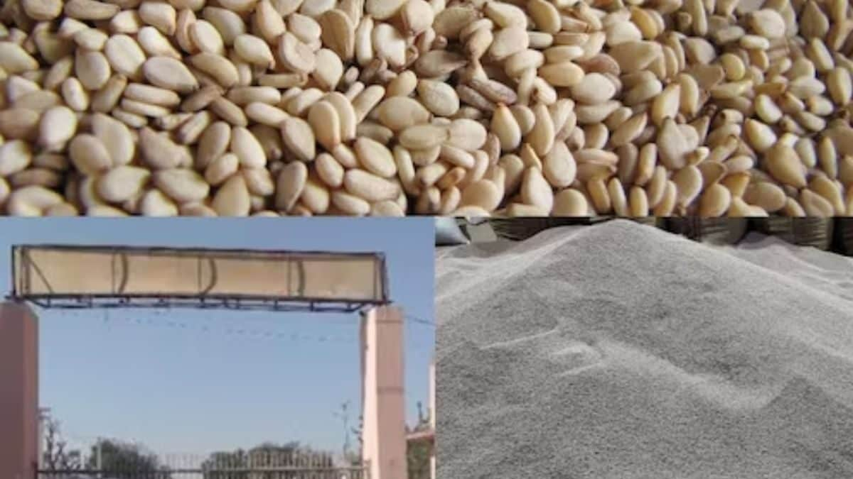 In Rajasthan’s Nagaur, Cumin Prices Surge But Farmers Face Concern Over Other Crops – News18