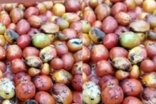 Viral Video Shows Unhygienic Tomato Sauce Production In Factory