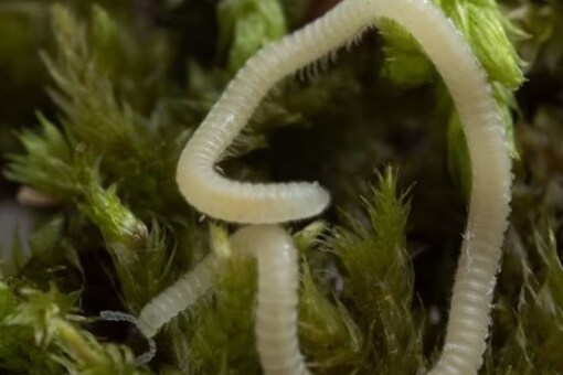 It was named Los Angeles Thread Millipede after DNA sequencing.
