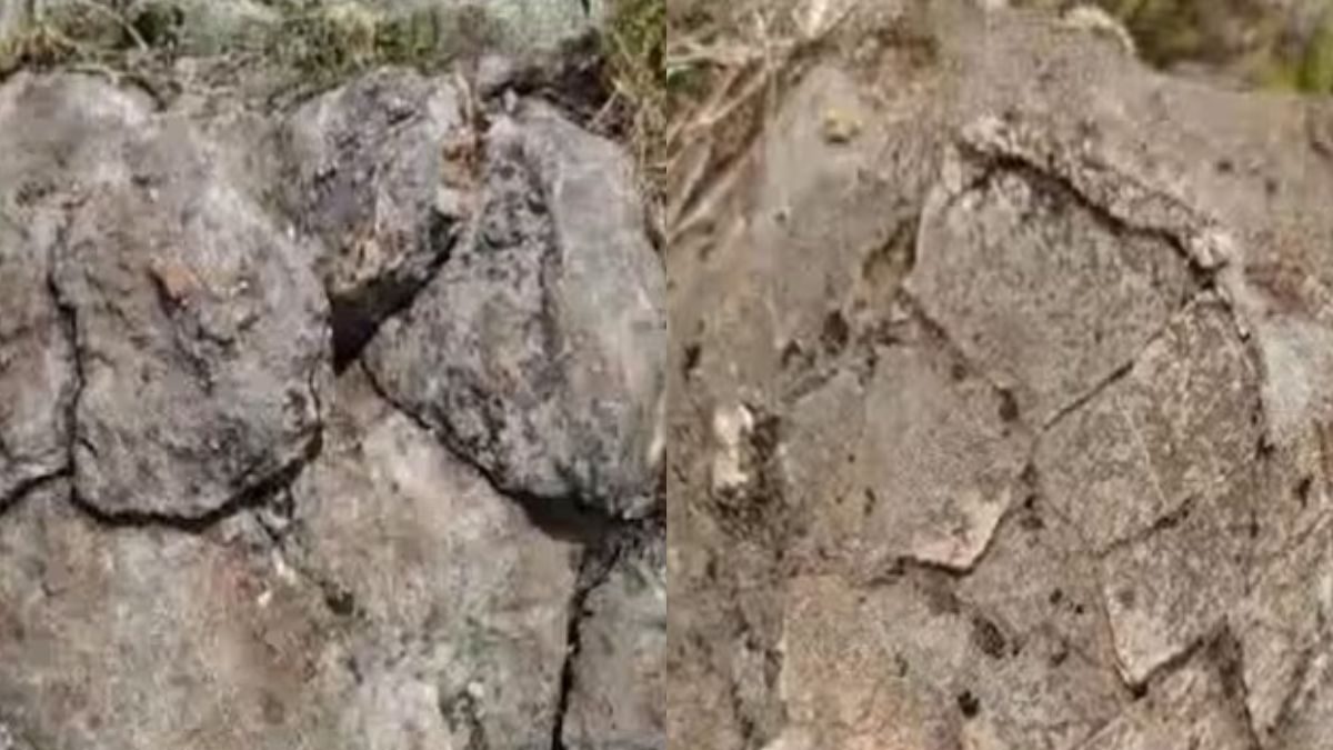 6.5billionyearold Fossilised Dinosaur Eggs Found In Madhya Pradesh's