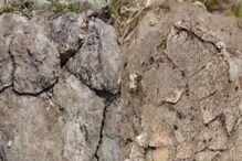 6.5-billion-year-old Fossilised Dinosaur Eggs Found In Madhya Pradesh's Dhar