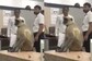 Monkey Enters Ticket Counter At Warangal Railway Station, Wreaks Havoc For An Hour