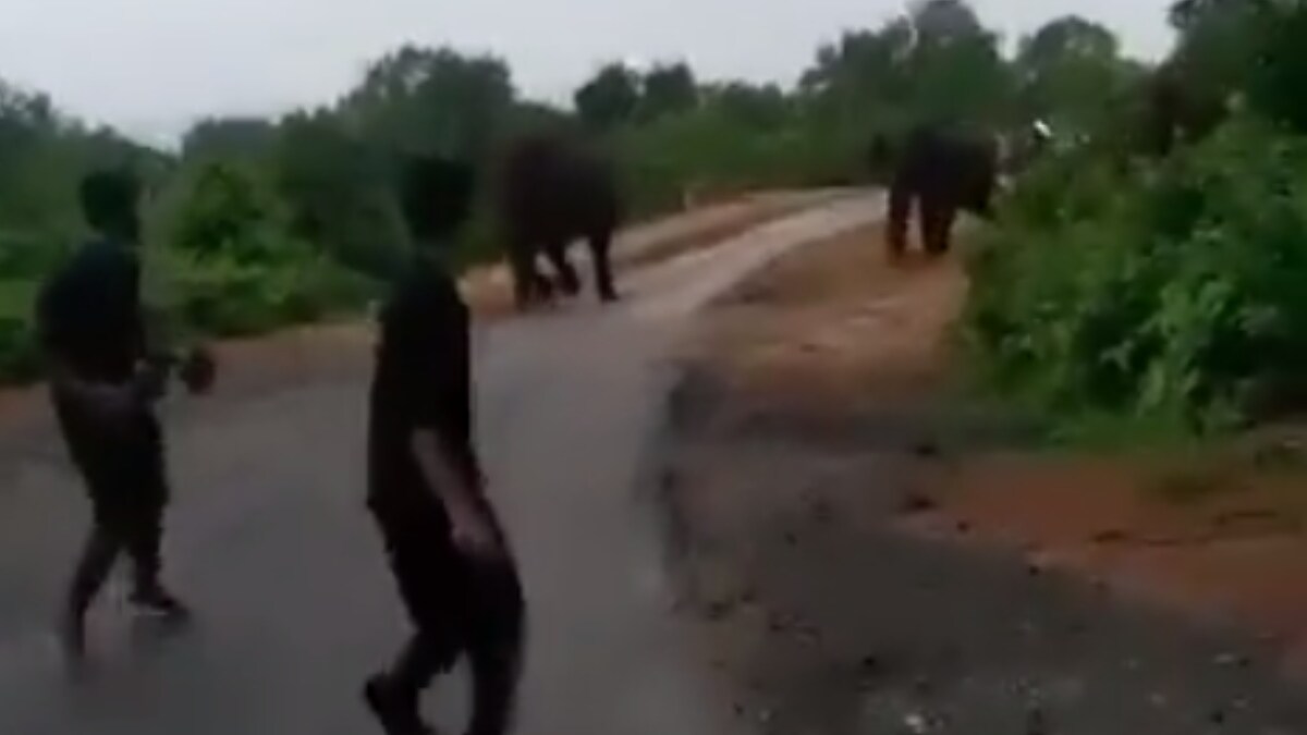 This Video Shows Why You Should Not Mess With Mama Elephant And Its Calf – News18