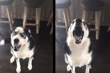 Viral Video: We Bet You Can't Win An Argument With This Dog Viral Video: We Bet You Can't Win An Argument With This Dog