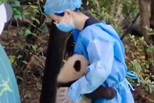 Watch: Baby Panda Asks For Hug From Caretaker After Falling Accidentally