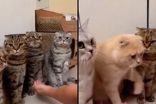 Watch: Cat’s Reaction To Man Shaking Its Paw Is Pure Gold Watch: Cat’s Reaction To Man Shaking Its Paw Is Pure Gold