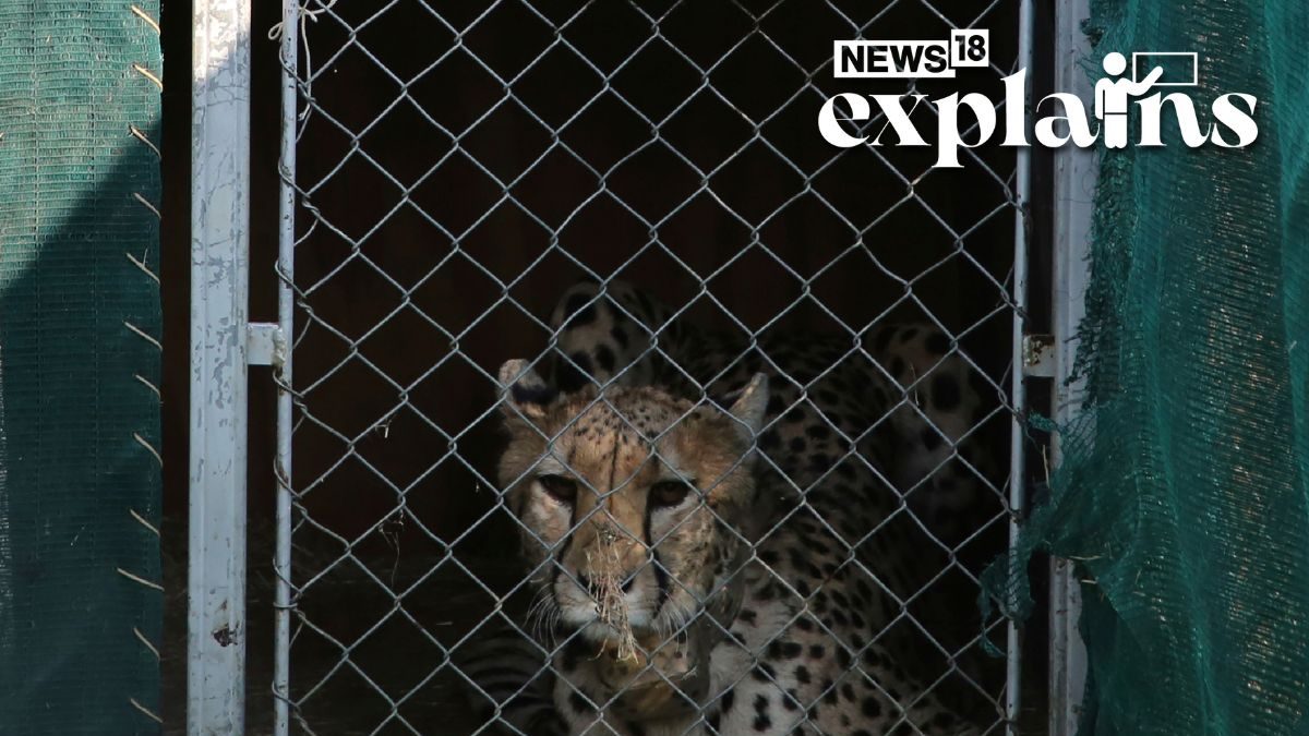 Kuno Cheetah Deaths: Here's Why Satellite Collars Being Blamed & What Govt Says | Explained - Vimarsana News
