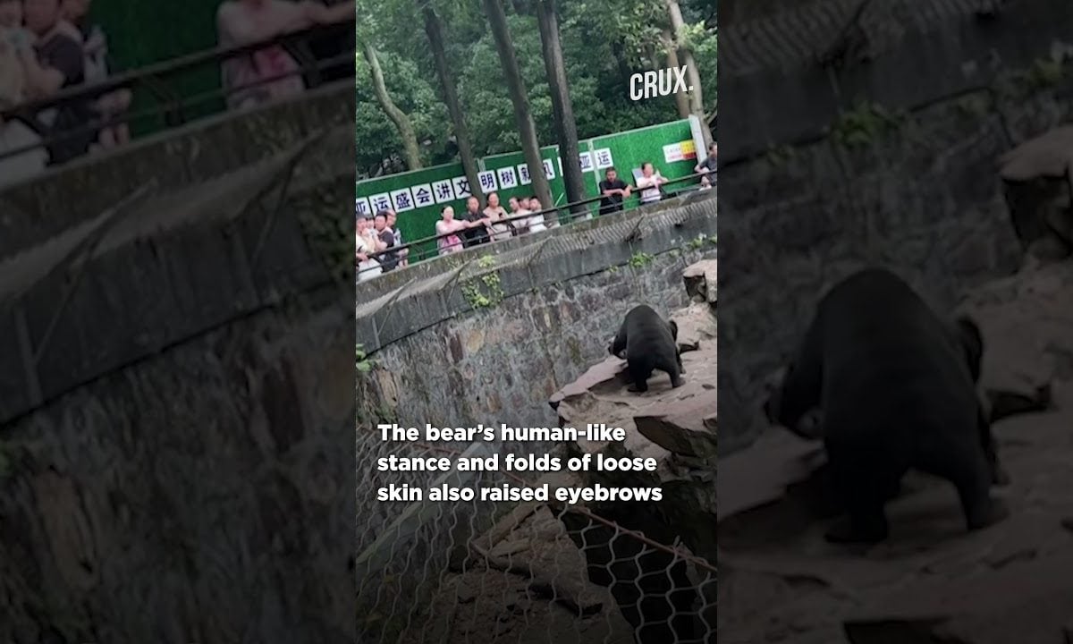 Bear Or Human In Disguise, Chinese Zoo Clarifies After Viral