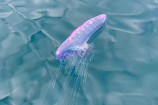 Beautiful Yet Dangerous Portuguese Man O'War Appears On UK Beaches - News18