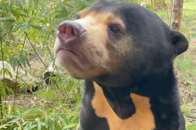 UK Zoo confirms sun bears can stand upright, just like humans. (Photo Credits: Instagram)
