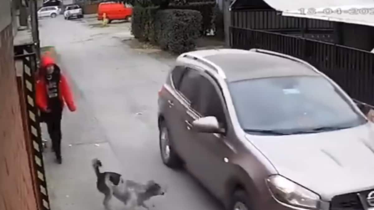 Brave Stray Dog Prevents Kidnapping In Viral Video News18