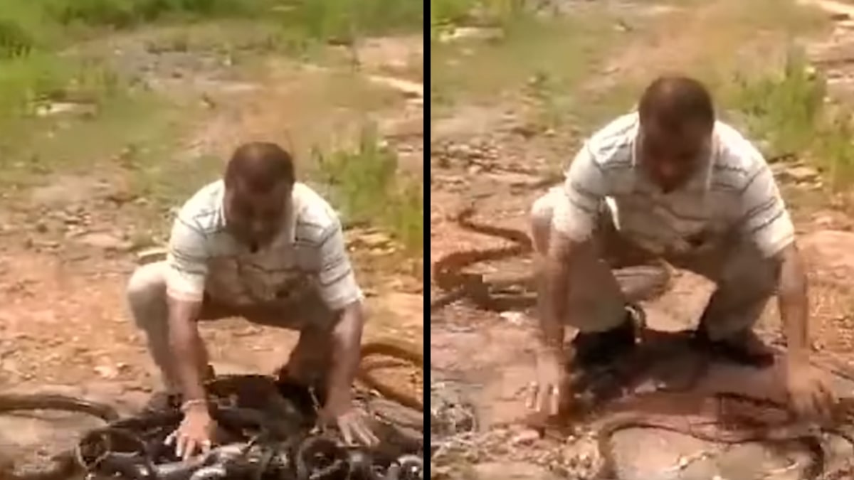 Watch: Spine-Chilling Video Shows Man Releasing Bag Full Of Snakes Into The Wild