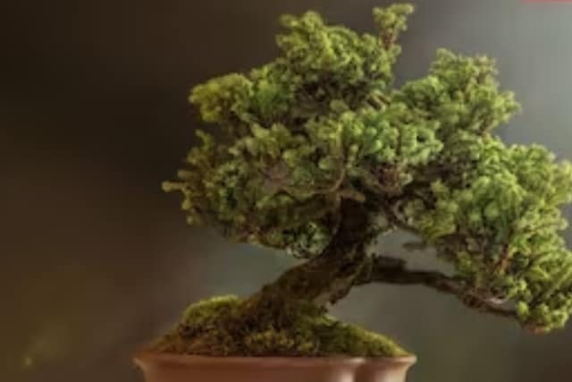 Bonsai trees are very valuable and many are sold for crores of rupees.